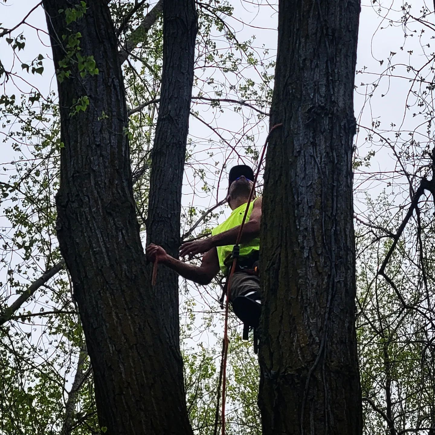 Bucket truck positioned for a tree removal on a Siouxland property