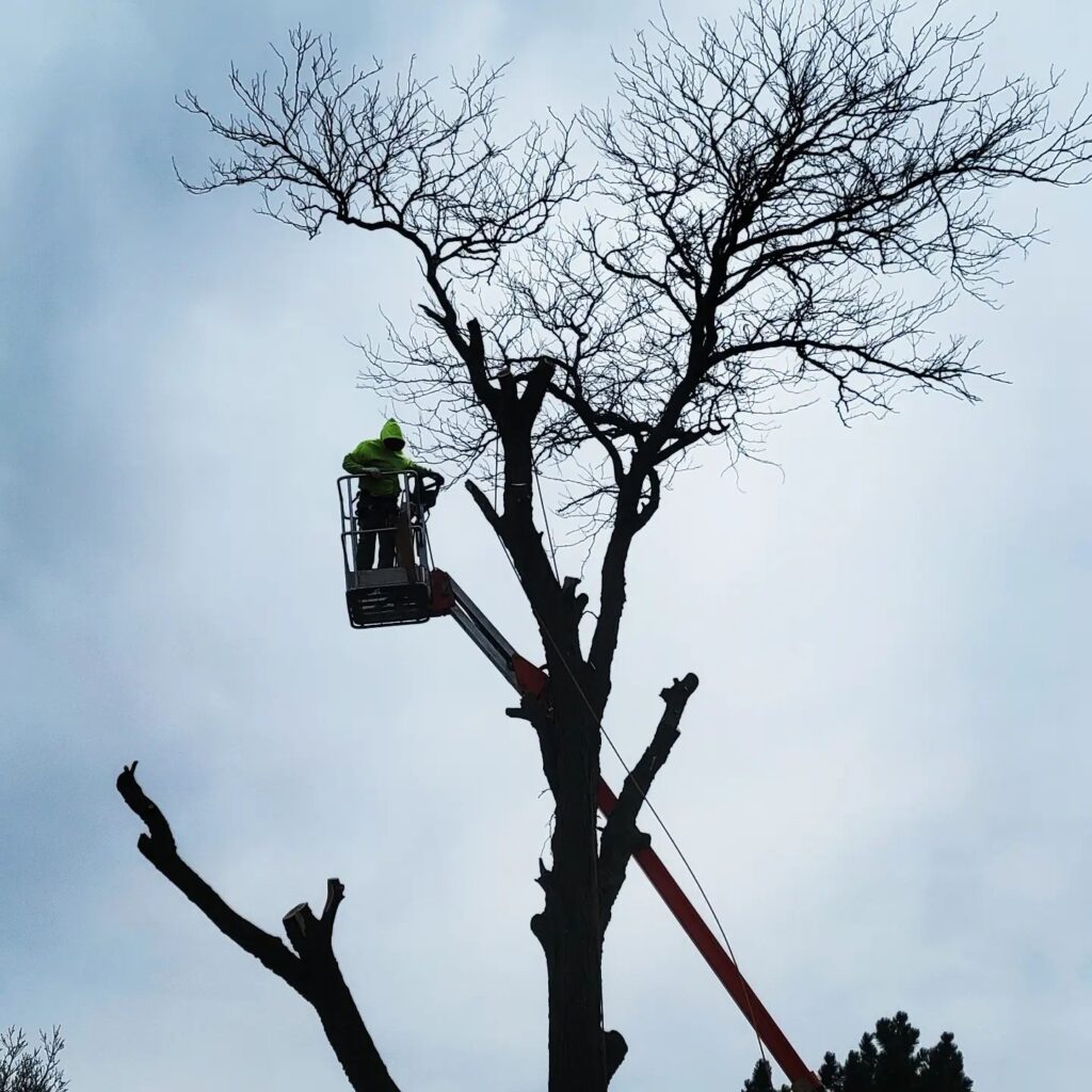Structural Pruning by My Tree Guy LLC