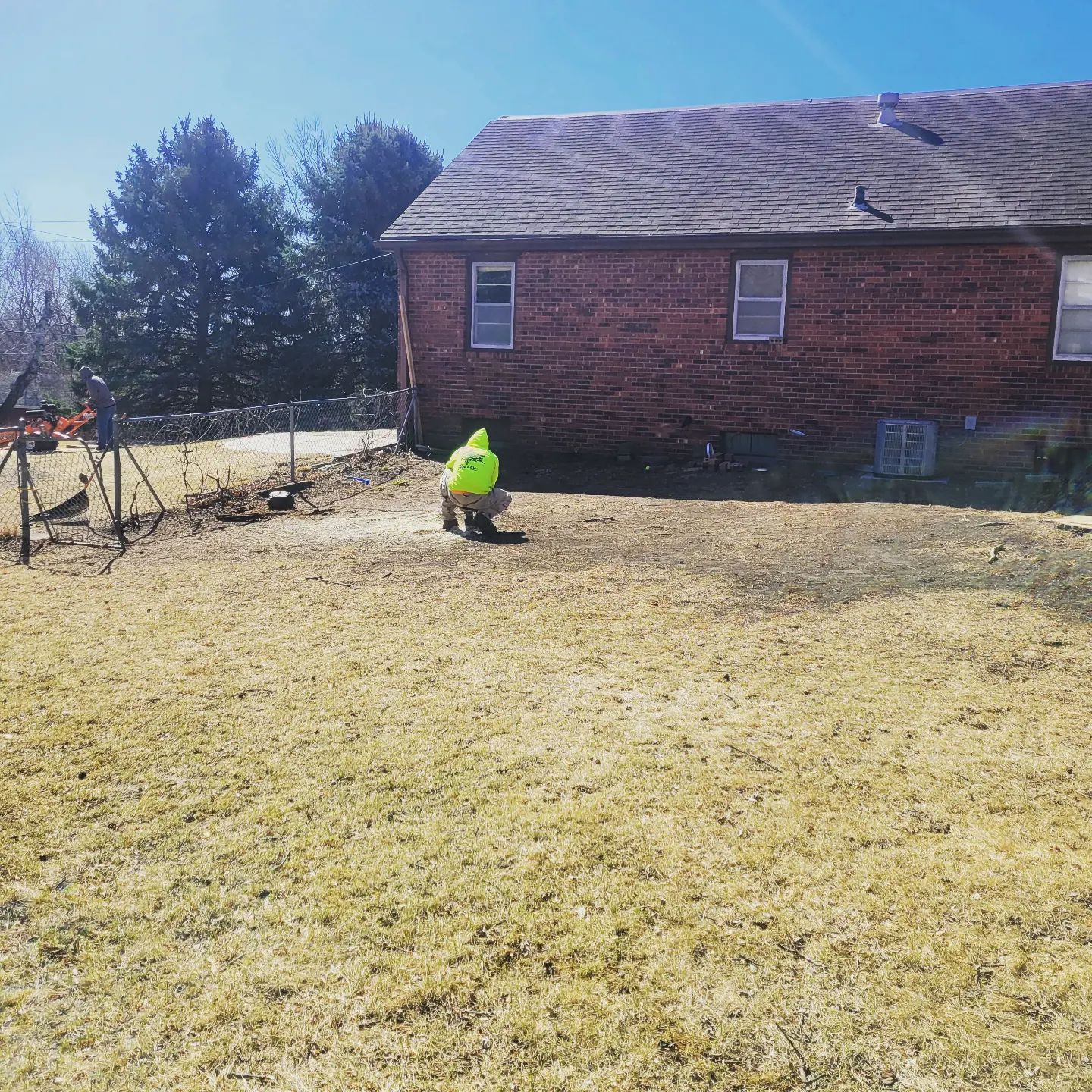 Freshly trimmed shade tree over a residential driveway