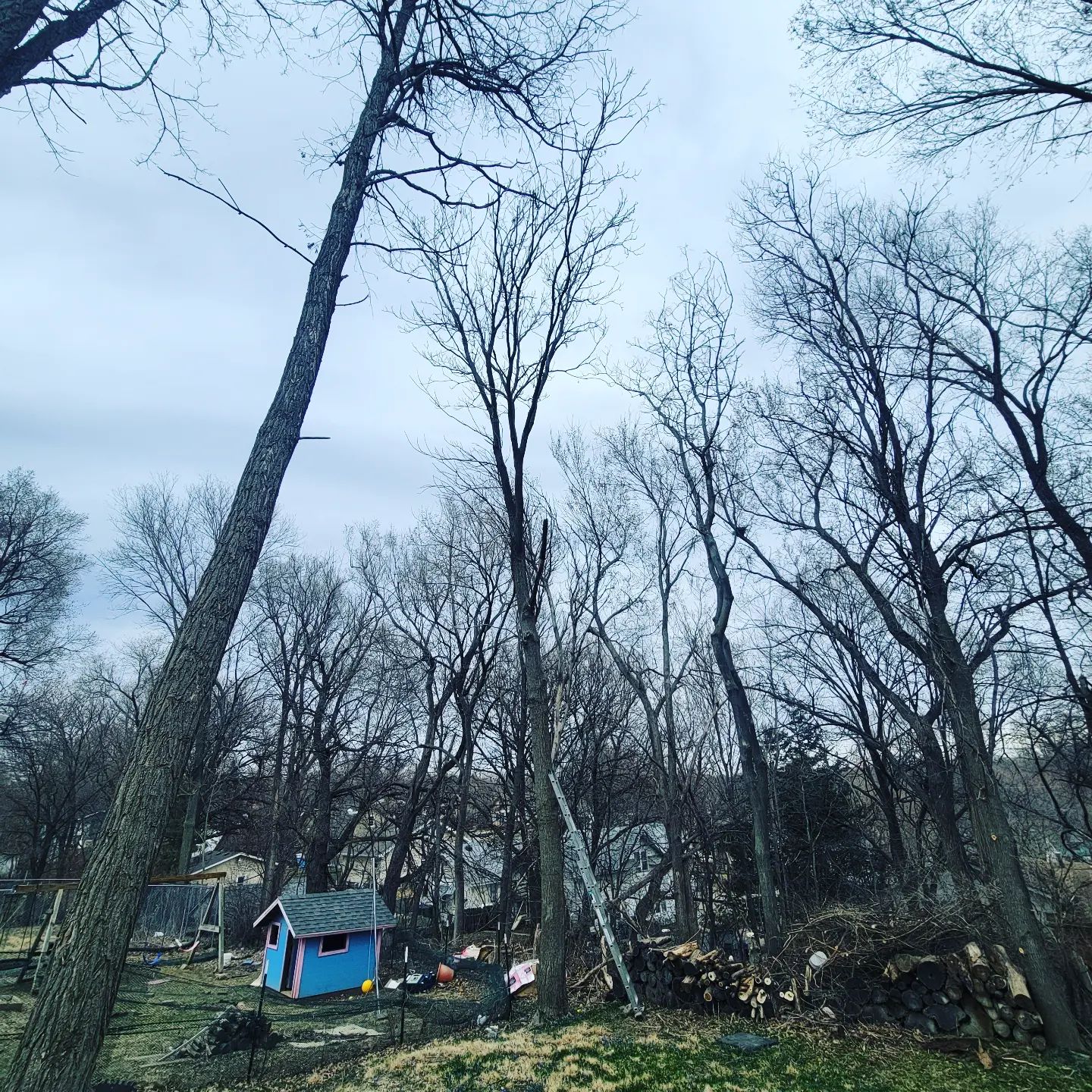 Bucket truck positioned for a tree removal on a Siouxland property