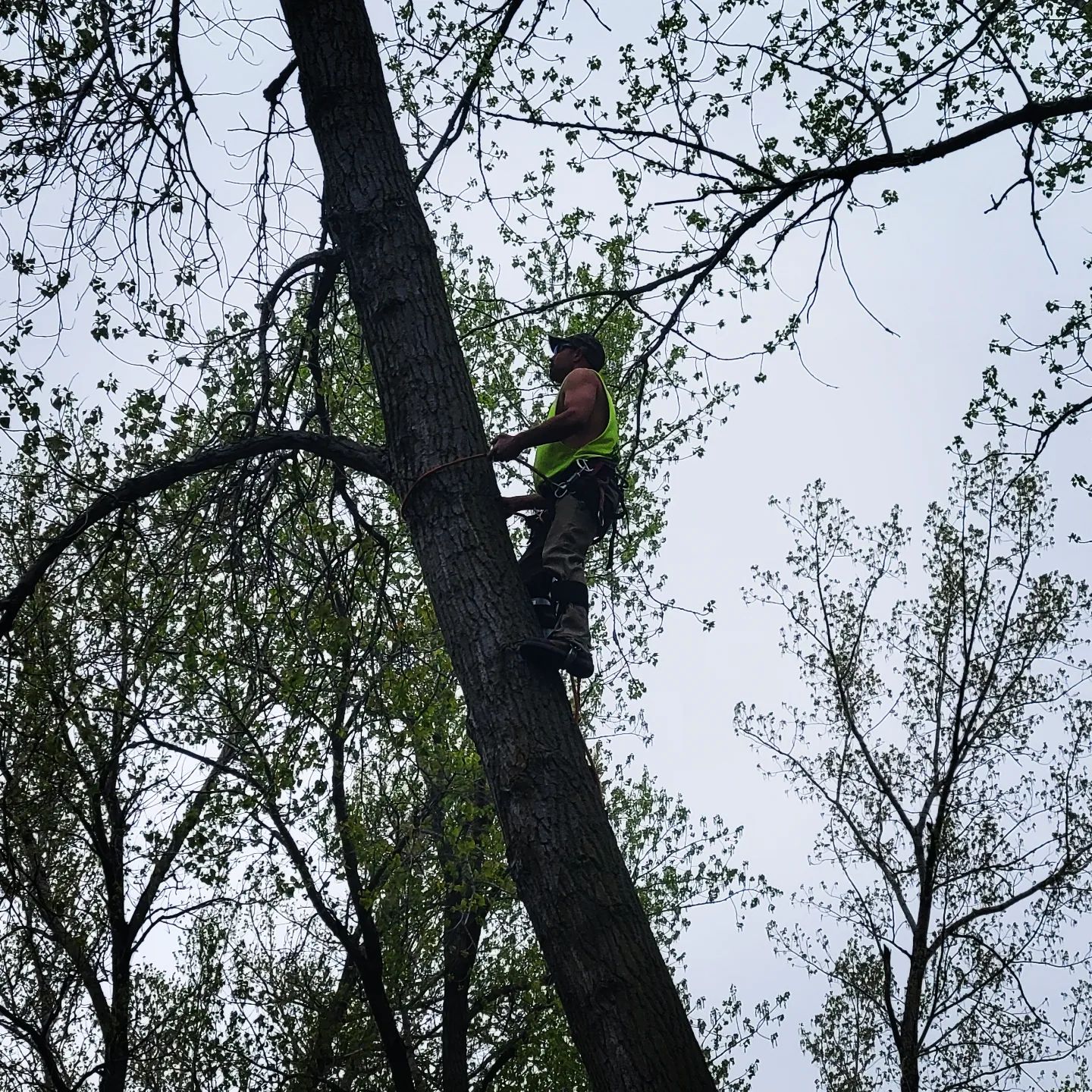 Bucket truck positioned for a tree removal on a Siouxland property