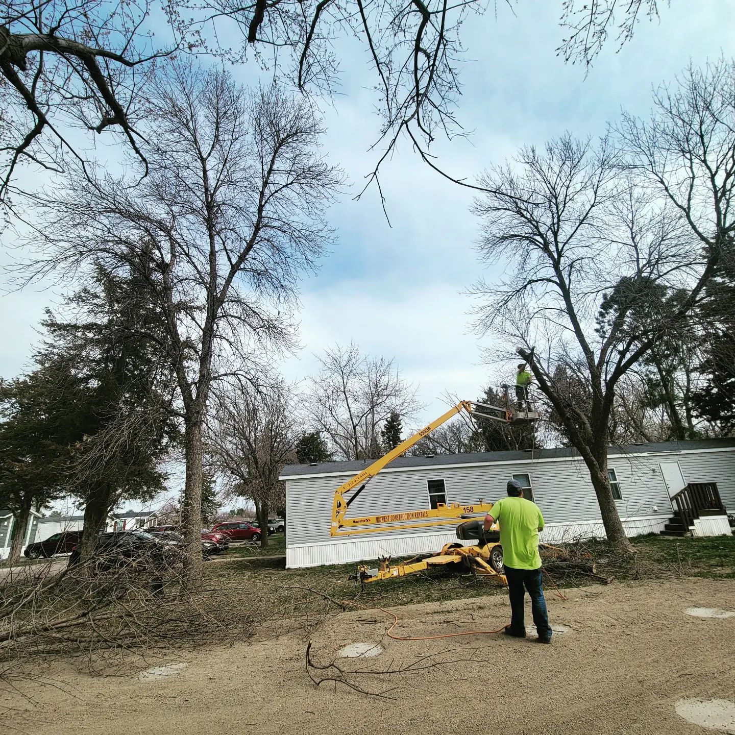 Tree crown after structural pruning by My Tree Guy LLC
