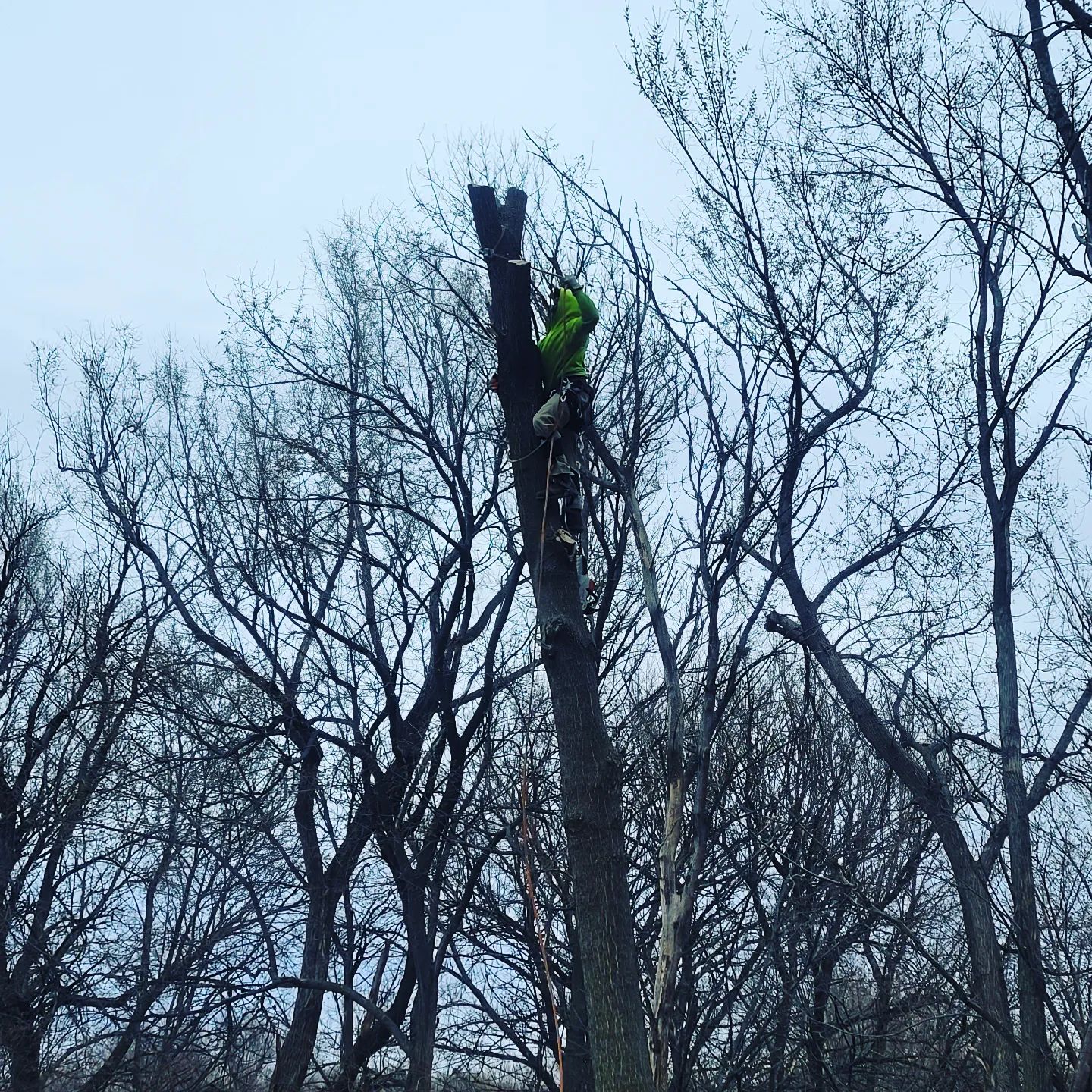 Storm damaged limbs cleared from a homeowner's back yard