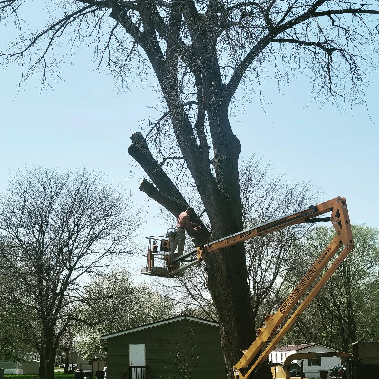 Arborist hand climbing a tall tree during a trimming job