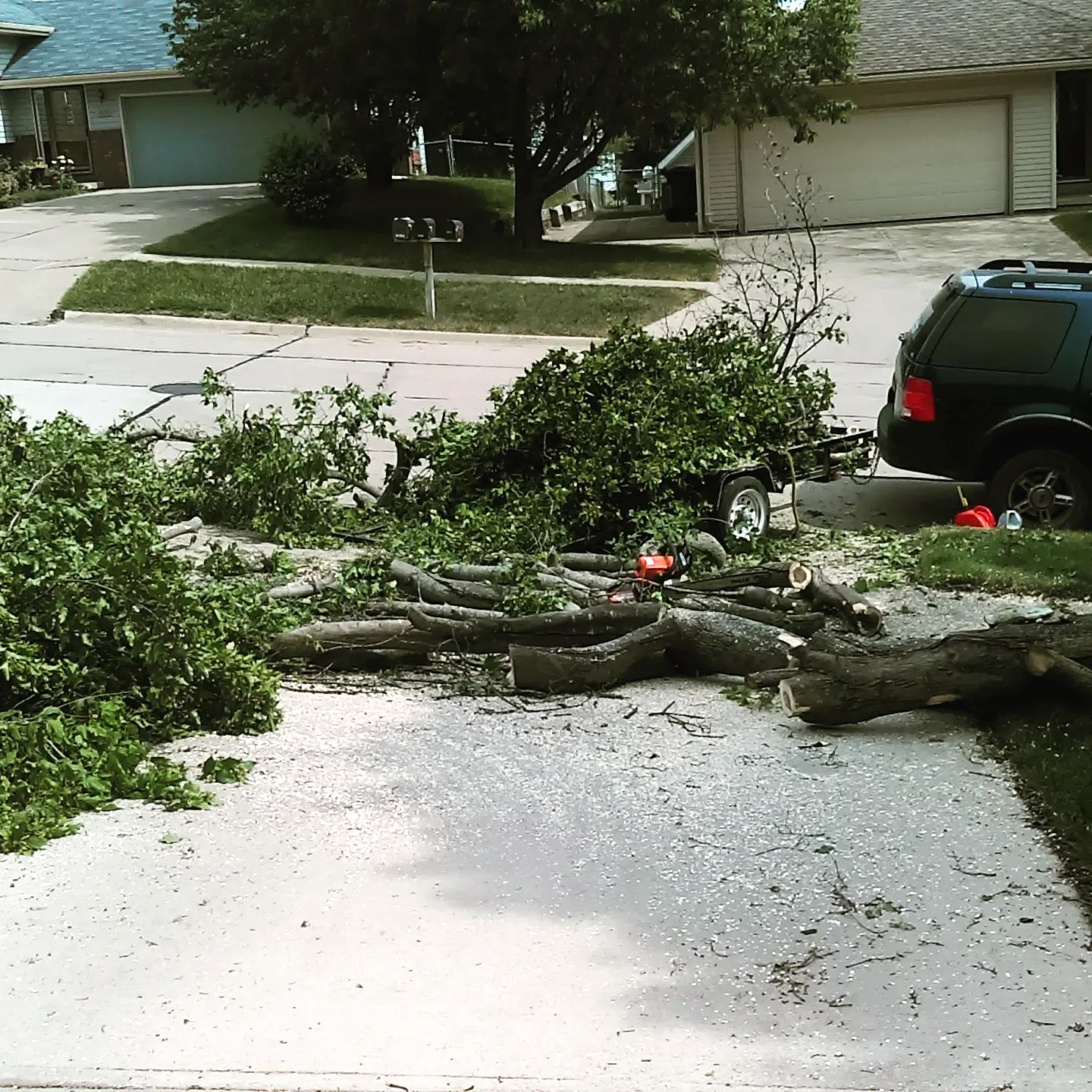 Freshly trimmed shade tree over a residential driveway