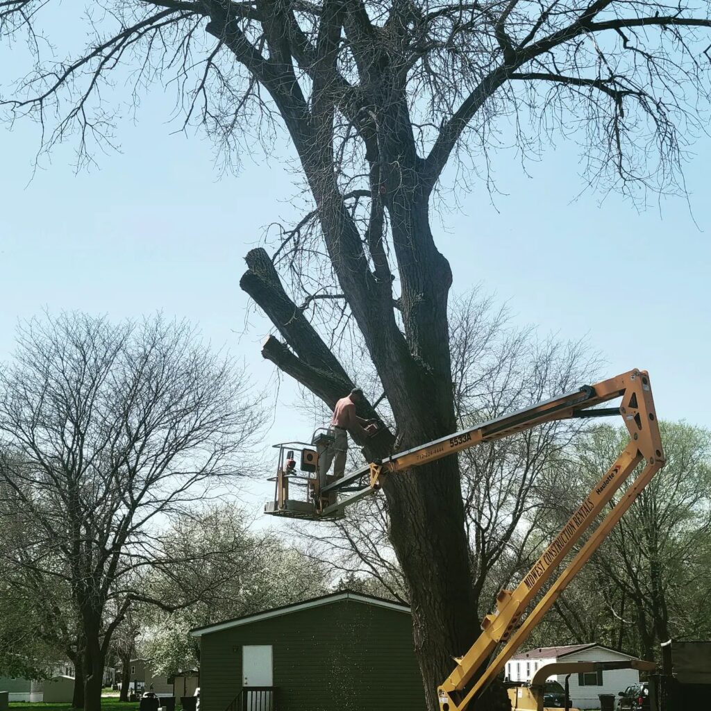Tree Trimming by My Tree Guy LLC