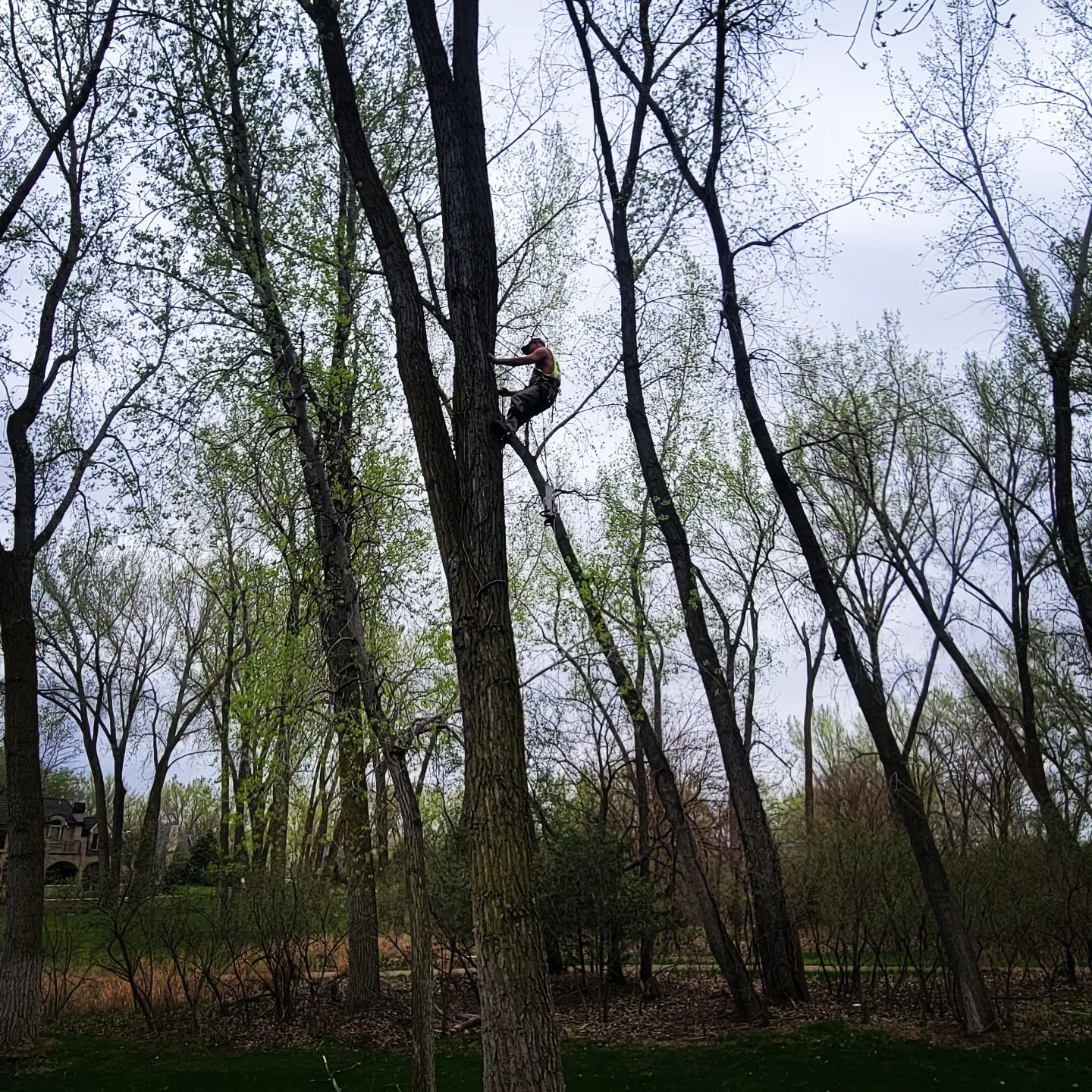Storm damaged limbs cleared from a homeowner's back yard