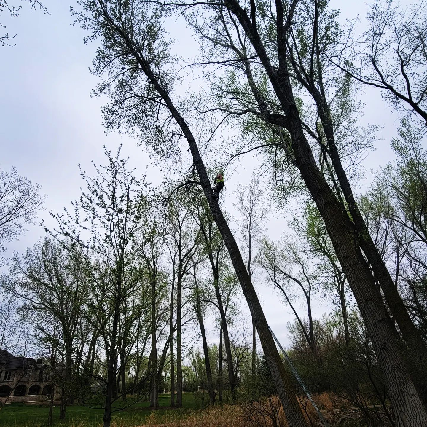 Arborist hand climbing a tall tree during a trimming job