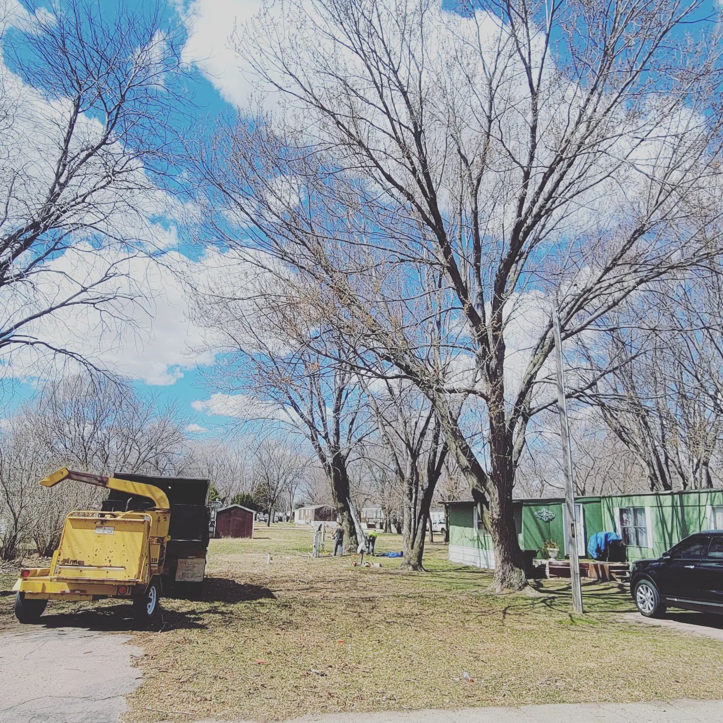 Tree crown after structural pruning by My Tree Guy LLC