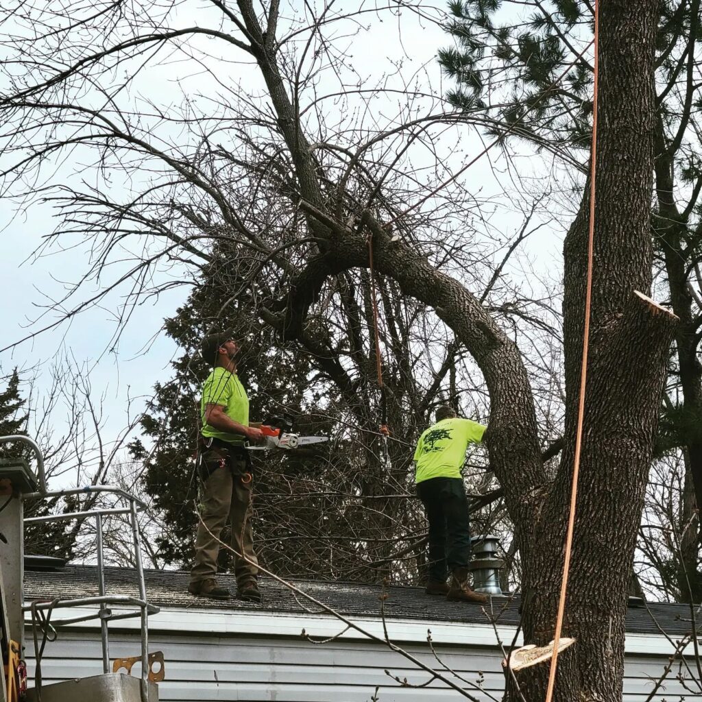 Tree Removal by My Tree Guy LLC